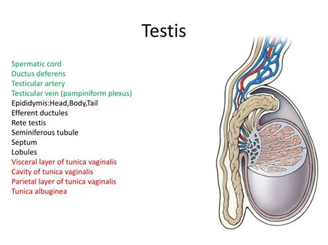 Testicles Pictures