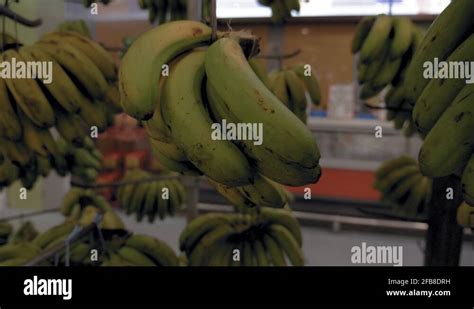 Packaging Banana Stock Videos And Footage Hd And 4k Video Clips Alamy