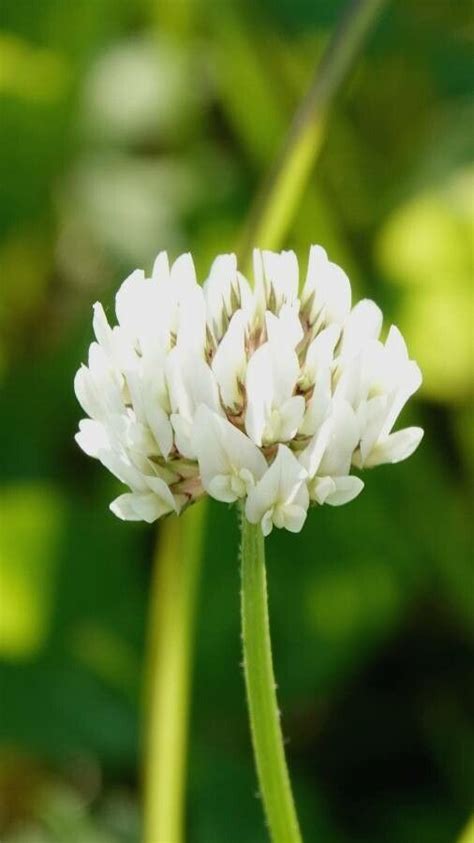 Trifolium Repens L White Clover World Flora Plntnet Identify