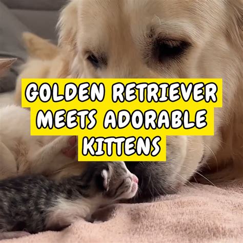 Golden Retriever Meets Adorable Kittens Kitten Golden Retriever