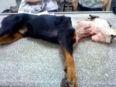 El tema del apareamiento de los perros podría parecer algo que sería mejor que los propios perros lo manejasen solos. Perro rottweiler para anatomia veterinaria.MP4 - YouTube
