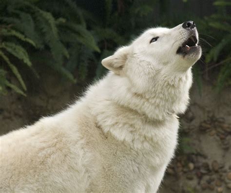 Arctic Wolf Arctic Wolf Wolf Howling Wolf
