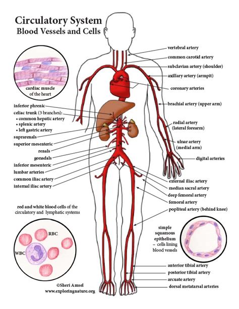 Circulatory System Color Diagram Mini Poster