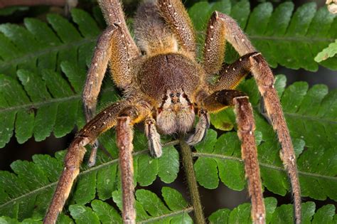Brazilian Wondering Spider The Guinness Book Of World Records Considers