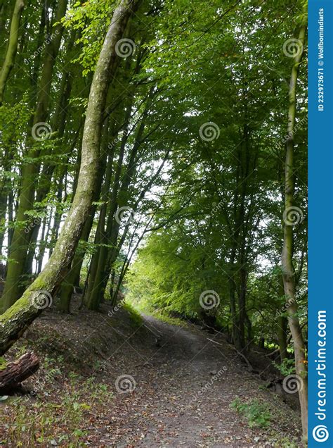 Path Going Towards The Light In A Dark Beech Forest Stock Image Image