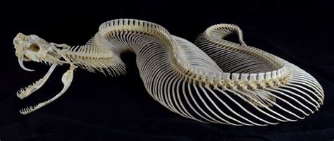 Bitis Gabonica Complete Skeleton Gaboon Viper Wikipedia Gaboon