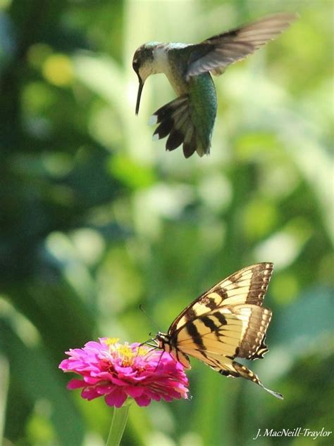 Hummingbird And Butterfly Photorator