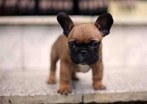 Show quality french bulldog puppy available for sale. French Bulldogs: The History and Facts - Furry Babies