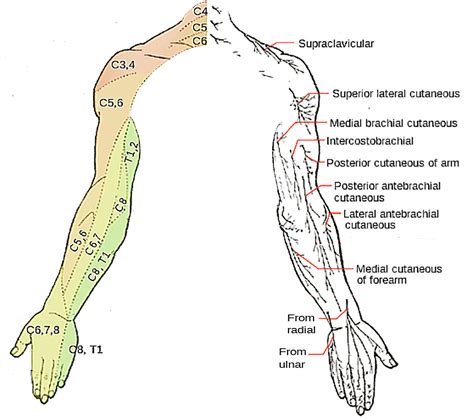 Upper Limb Muscles Nerve Supply