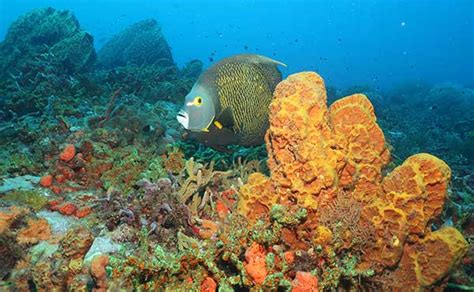 Reef Diving Blog Dive Worldwide