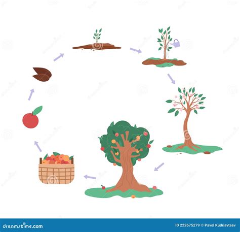 Growth Cycle Of Apple Tree Infographic Flat Vector Illustration