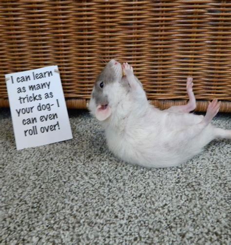 Rats Ratties Rat Facts Cute Rats Rat Protest Darkvoodoo23