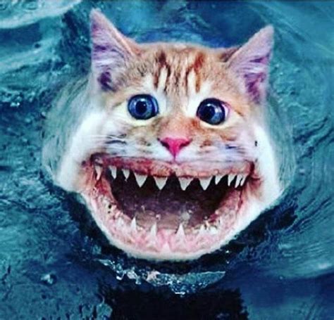Cute black cat wallpapers full hd. I don't know why I am pinnign this......Shark kitty ...