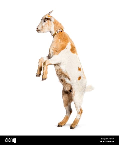 Legs Of A Goat Cut Out Stock Images And Pictures Alamy