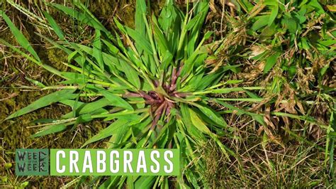 Weed Of The Week 1046 Crabgrass Air Date 4 22 18 Youtube
