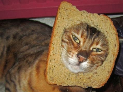 A Funny Gallery Of Breaded Cats