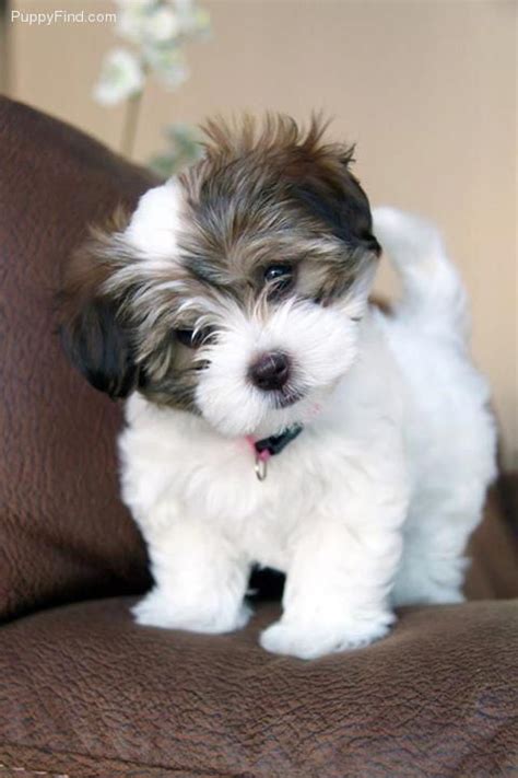 Find havanese puppy in canada | visit kijiji classifieds to buy, sell, or trade almost anything! havanese puppies - Dogs #Dogs #havanese #Dogs in 2020 ...