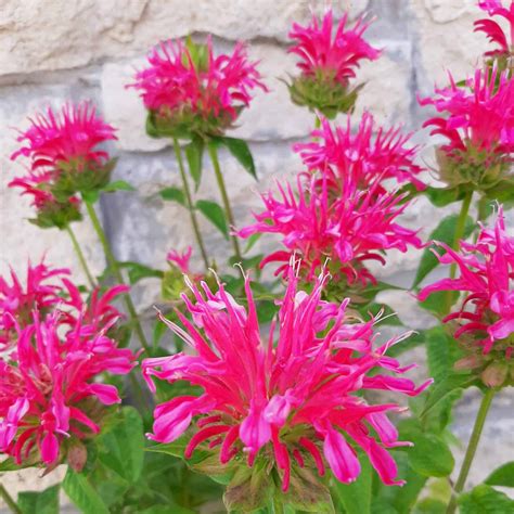Coral Reef Bee Balm 1 Container Grimms Gardens