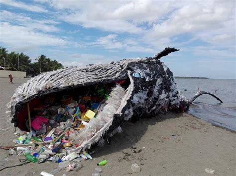 Plastic Trash Found In Ocean Animals Living 7 Miles Deep Nexus Newsfeed