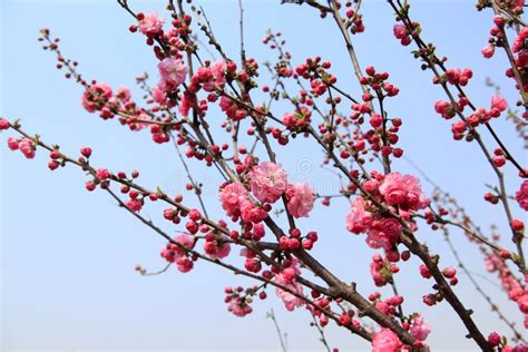 Flowering Peach Stock Photo Image Of Plant Color Macro 171547012