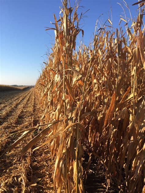 Nebraska Corn Kernels October 2015