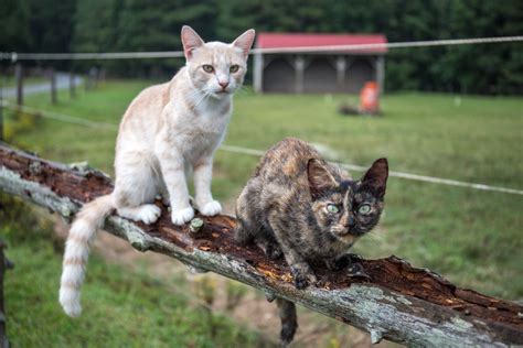 Farm Cats Matthew Monarca Photography