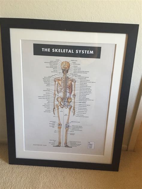 The Skeletal System Anatomy Doctor Physical Therapist Print Educational
