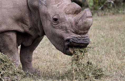 Only 3 Northern White Rhinos Left On Earth After The Death Of Nola At