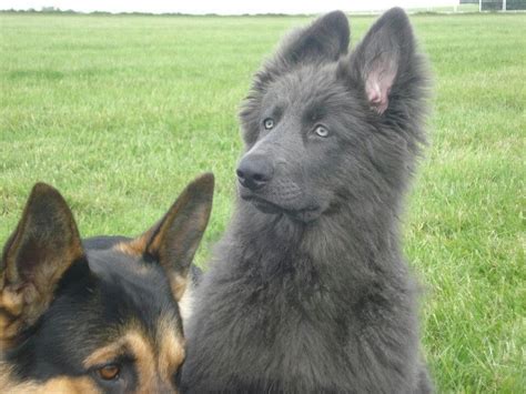 Blue eyes white baby german shepherd. Pin on German Shepherds
