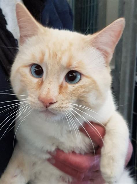 Aslan Male 18 Month Red Flame Point Siamese