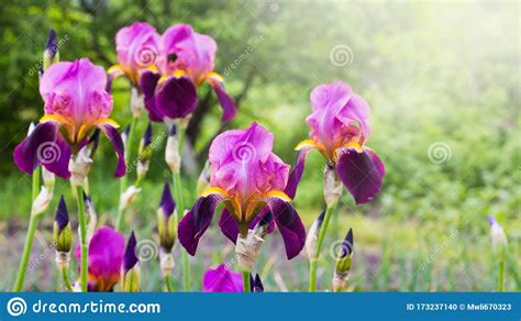 Purple Irises In The Garden On A Background Of Green Plants Stock