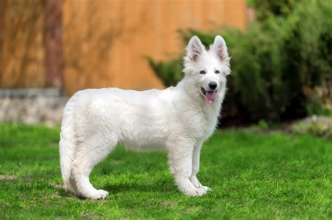 White German Shepherd Long Coat Puppy Img Vip