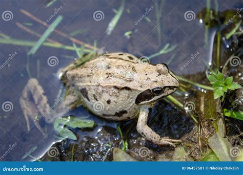 Pregnant Frog In The Pond Preparing For Childbirth Stock Image Image