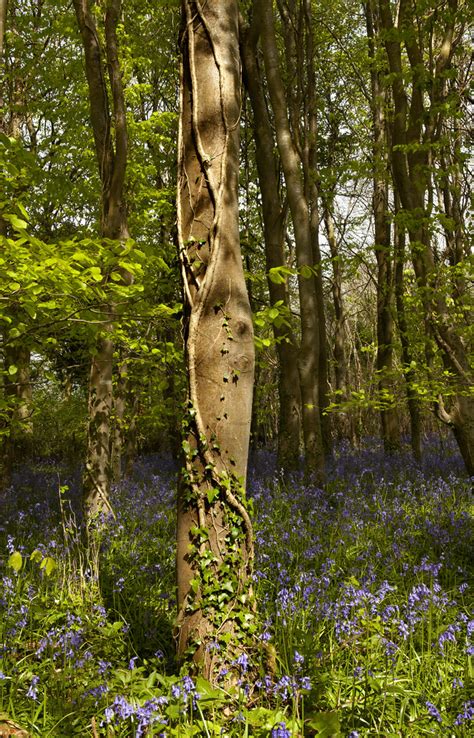 Blandford Dorset Bluebell Wood Taken Around Blandford Dors Flickr