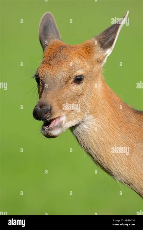 Dybowskis Sika Deer Female Cervus Nippon Mantchuricus Cervus