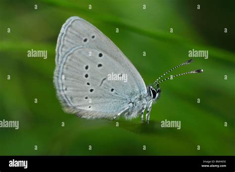 Small Blue Butterfly Cupido Minimus Stock Photo Alamy