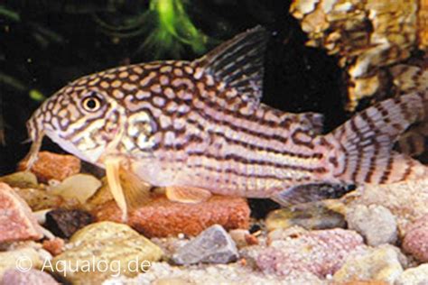 Corydoras Sterbai Aquabilzen