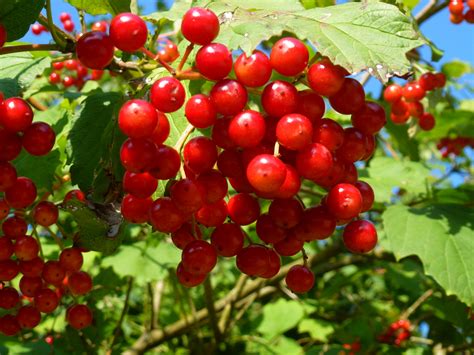 Rote Beeren Foto & Bild | pflanzen, pilze & flechten, früchte und ...