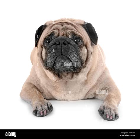 Cute Overweight Pug On White Background Stock Photo Alamy