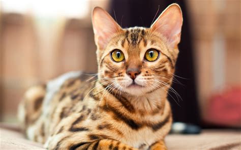 Download Wallpapers Bengal Cat Domestic Cat 4k Big Green Eyes Pets