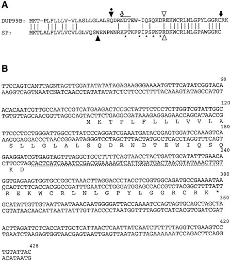 Ductus Ejaculatorius Peptide 99b Dup99b A Novel Drosophila Melanogaster Sex‐peptide Pheromone