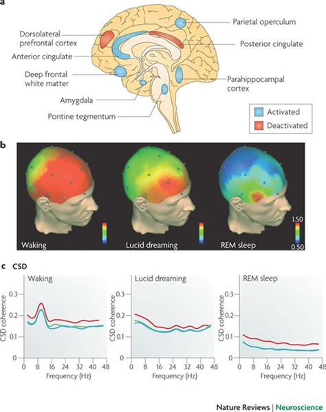 This Is An Image From The Journal Nature Reviews Neuroscience Displaying Parts Of The Brain