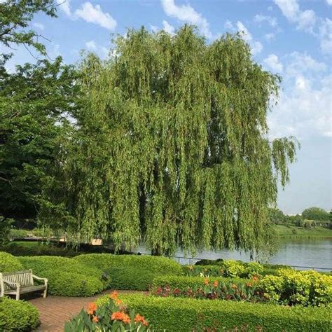 Weeping Willow Tree Shade Trees Weeping Willow Tree Weeping Willow