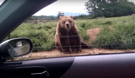 Woman Waves Hello At A Brown Bear And She Cant Help But Laugh At Response