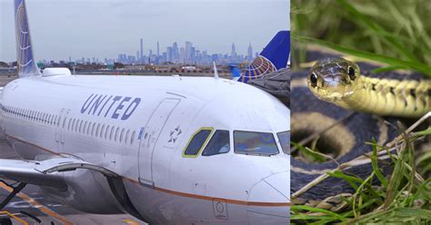 Snake On A Plane Unwanted Passenger Slithers Into Florida To New