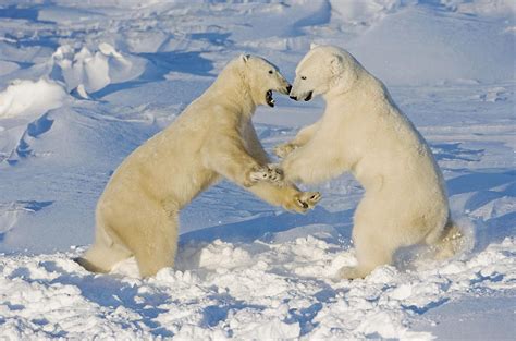 Polar Bears Wrestling And Play Fighting Photograph By Tom Soucek