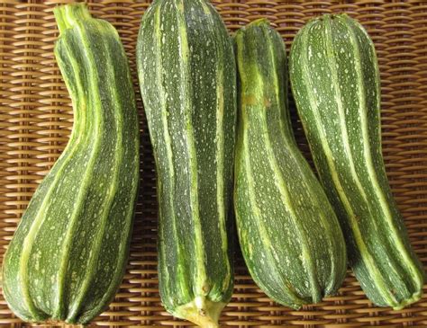 Zucchini is a healthy, delicious addition to many dishes, especially when it hits peak season in summertime. Adventures in Agriburbia: Costata Romanesco Zucchini ...