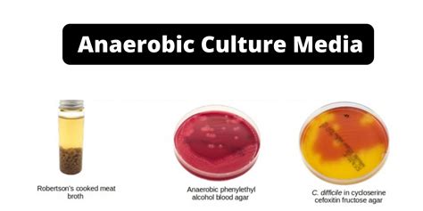 Anaerobic Culture Media Examples Definition