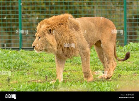 Barbary Lion Panthera Leo Rabat Zoo Morocco Male Stock Photo Alamy