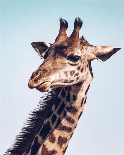 Do All Giraffe Have Horns Giraffe Conservation Foundation